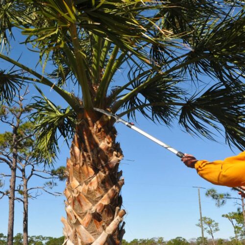 Tree Service-Ornelas Landscape Design in Florida