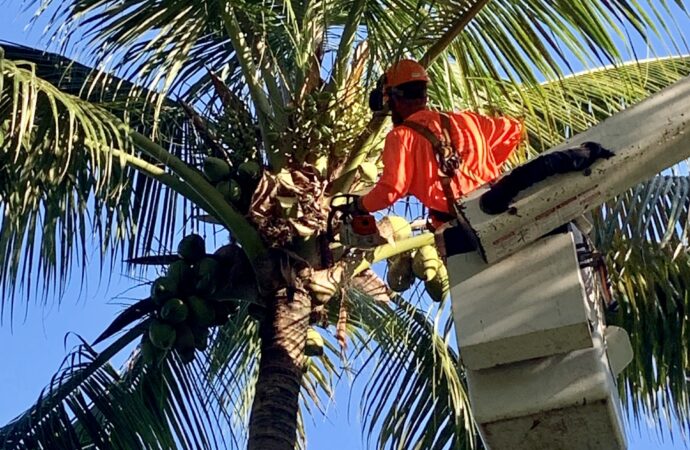 Tree Service Palm Beach-Ornelas Landscape Design
